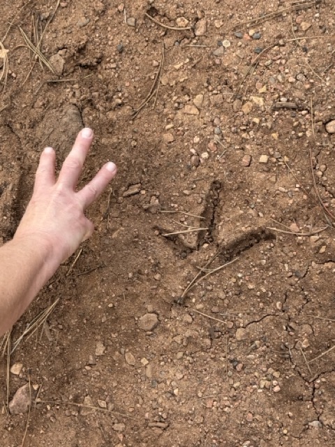 Dinosaur (turkey?) tracks, Anna's hand for scale